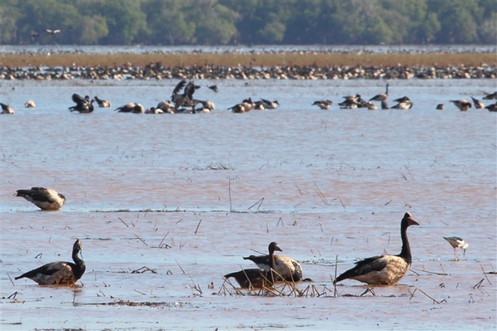 _800Jabiru Rock_Magpie Geese1218_m_3